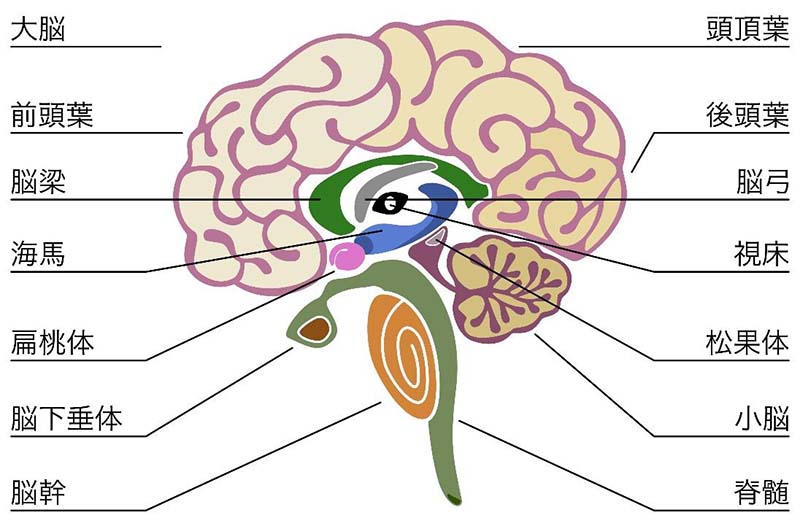 脳の構造、大脳、前頭葉、脳梁、海馬、偏桃体、脳下垂体、脳幹、頭頂葉、後頭葉、脳弓、視床、松果体、小脳、脊髄