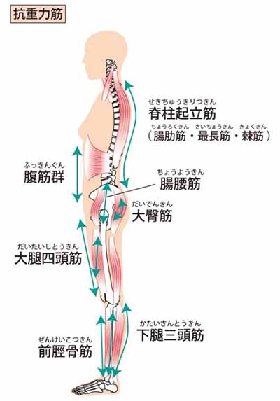 抗重力筋、脊柱率筋、腸腰筋、大殿筋、下腿三頭筋、前脛骨筋、大四頭筋、腹筋群