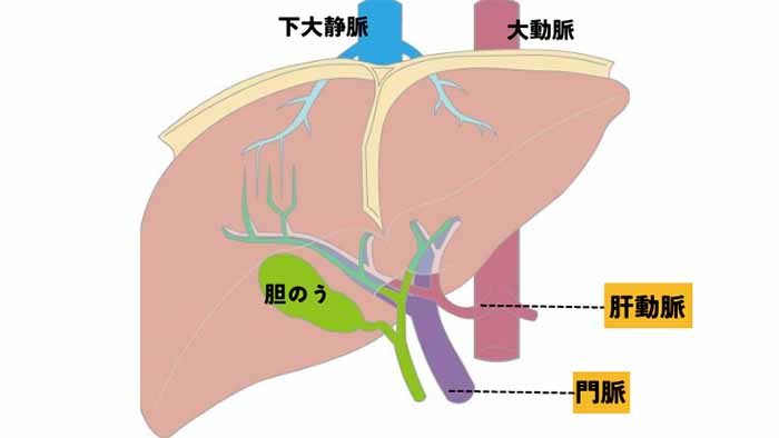 内臓、下大静脈、大動脈、胆のう、肝動脈、門脈