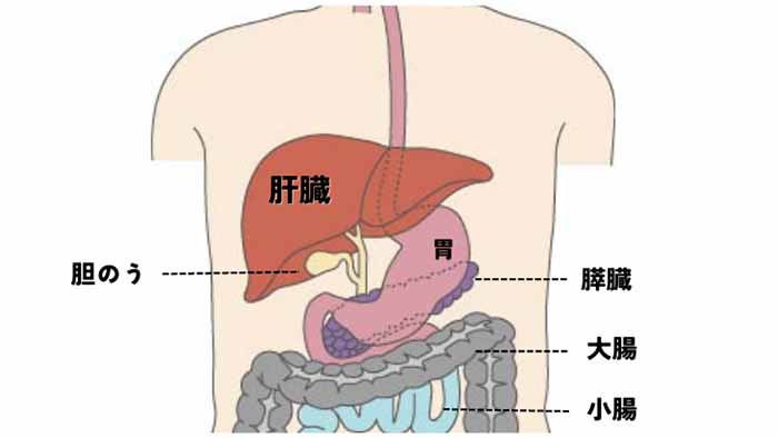 内臓、肝臓、胆のう、胃、すい臓、大腸、小腸