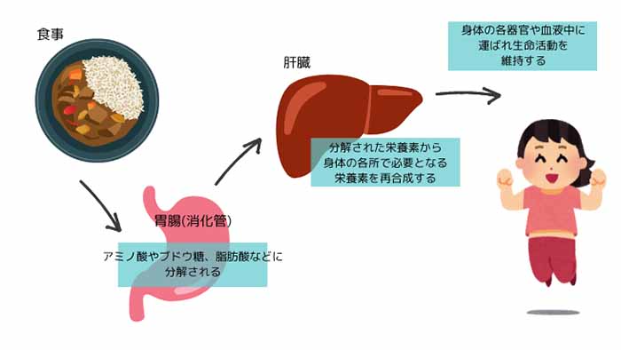 肝臓の働き、食事、胃腸、肝臓