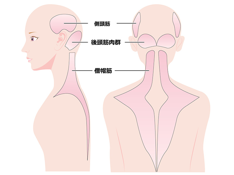 側頭筋、後頭筋肉群、僧帽筋