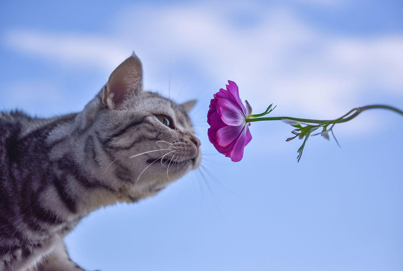 花のにおいをかぐ猫