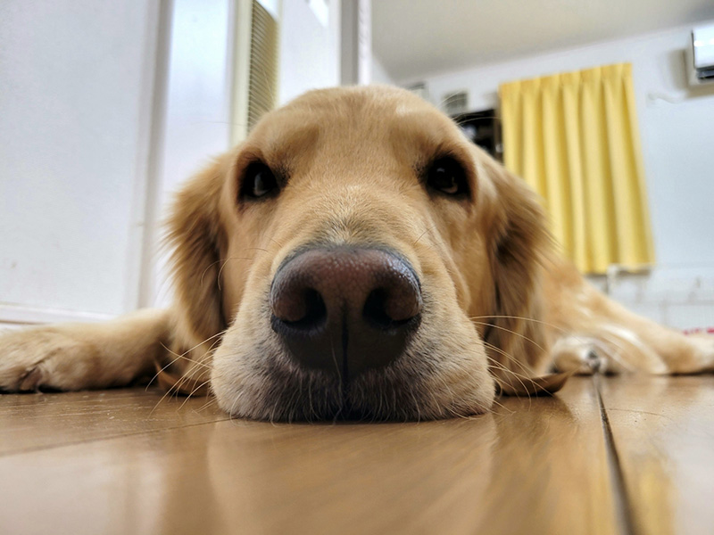 犬、いぬ、ゴールデンレトリーバー