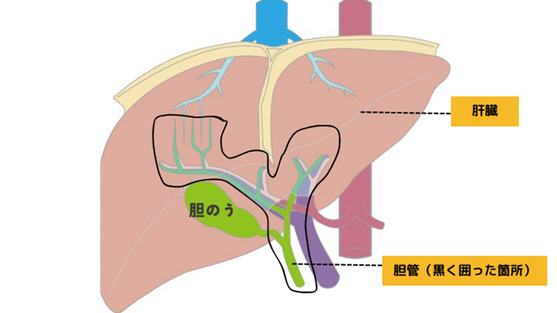 肝臓、胆のう、胆管