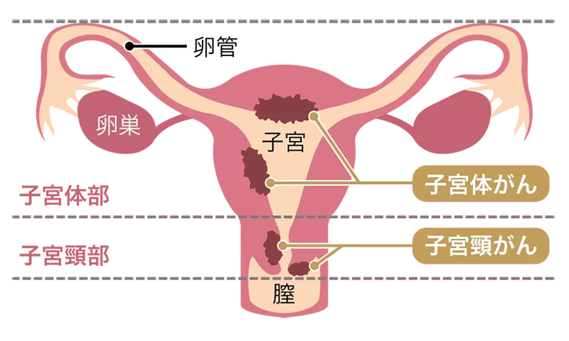 子宮の構造